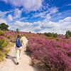 Femme marchant dans la bruyère en fleurs sur le Posbank sur Rob Kints