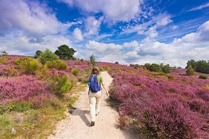 Femme marchant dans la bruyère en fleurs sur le Posbank