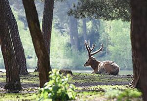 Cerf élaphe au repos