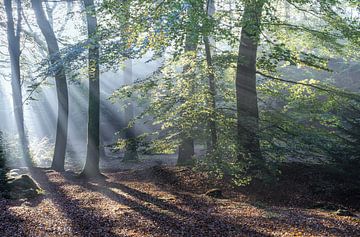 Lichtinval tussen de bomen - Beetsterzwaag, Friesland van Rudy Wagenaar