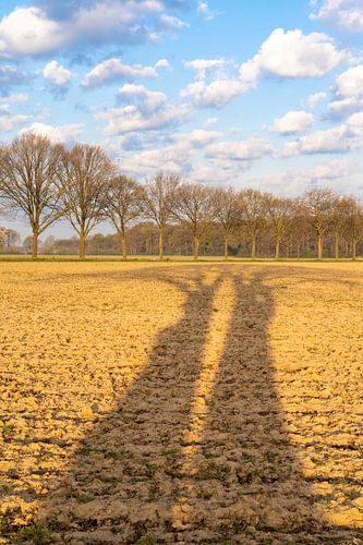 Länglicher Schatten der Bäume quer über das Feld in Farbe