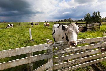 Les vaches au pré aux Pays-Bas sur Peter de Kievith Fotografie