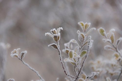Juwelen van moeder natuur...rijp