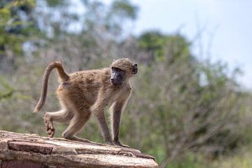 wild monkey by Dennis Eckert