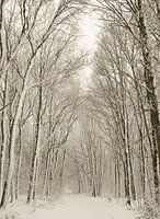 Winterbos