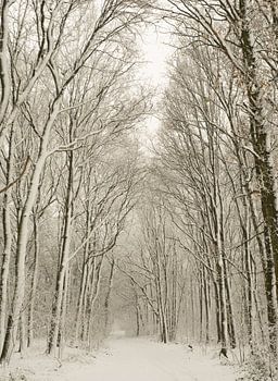 Winterbos
