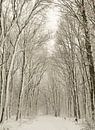 Winterbos van Wendy Drent thumbnail