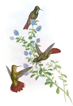 Tyrian-Tail, John Gould van Hummingbirds