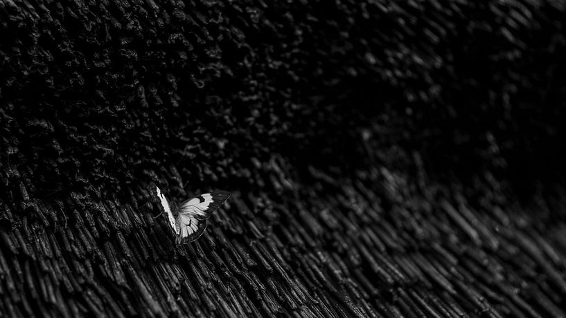 Papillon Noir/Blanc par Awid Safaei
