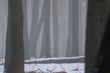 Beukenbos met sneeuw (Fagus sylvatica) van whmpictures .com