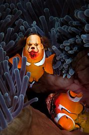 nahrhafter Clownfisch von Dray van Beeck