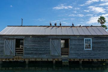 USA, Florida, Braune Pelikane sitzen auf dem Dach eines Gebäudes am Hafen von Key West von adventure-photos