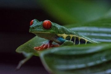 Red-eyed frog stares straight at you