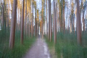 Chemin dans une forêt d'épicéas (ICM)