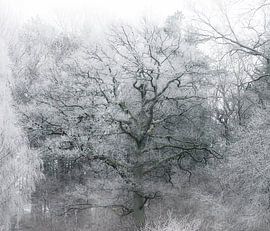 Frostiger Winterbaum