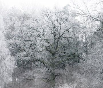 IJzige winterboom van Nicklas Gustafsson