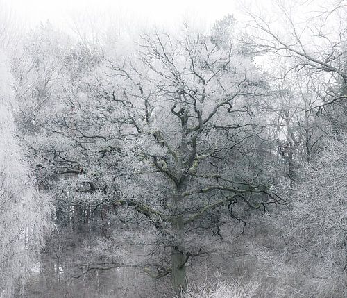 Frostiger Winterbaum von Nicklas Gustafsson