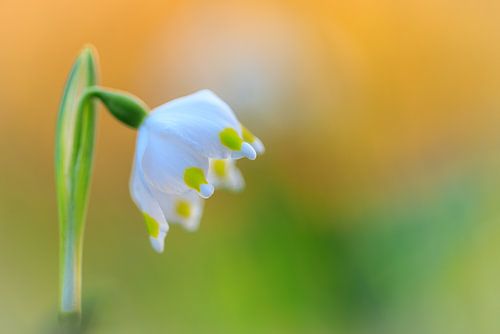 Een maartse boom in perfecte harmonie met zijn omgeving