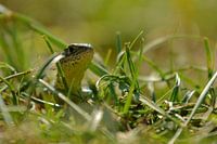 Sand Lizard