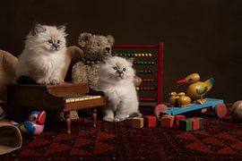 Pas de concurrence sur Elles Rijsdijk