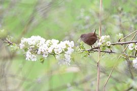 Winterkoning van Hans Ammerlaan