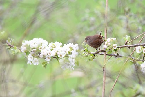 Le roi de l'hiver sur Hans Ammerlaan