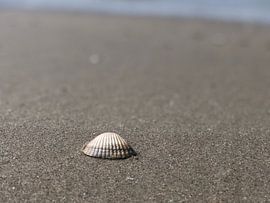 La coquille abandonnée !  sur Photography_by_neris