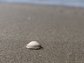 The abandoned shell! 