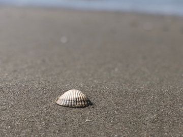Die verlassene Muschel!  von Nerissa Schluter