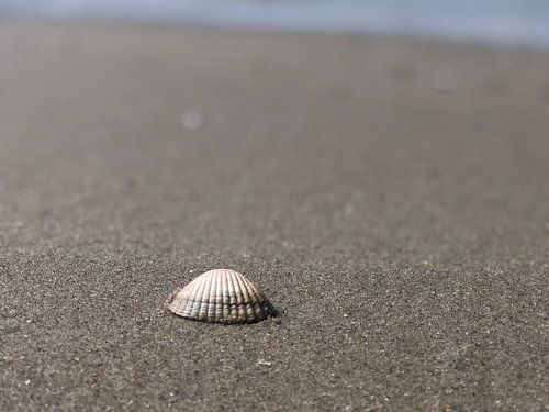 The abandoned shell! 