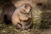 Prairiehondje