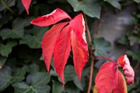 Les couleurs de l'automne dans toute leur splendeur