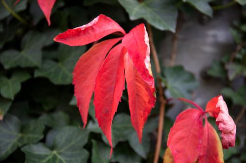 De kleuren van de herfst in verschillende pracht