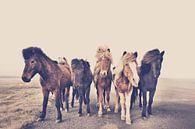 Horses by Kathrin Pienaar thumbnail