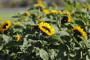 Veld met zonnebloemen