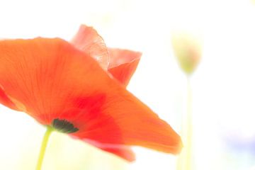 Red poppy in high key von Greetje van Son