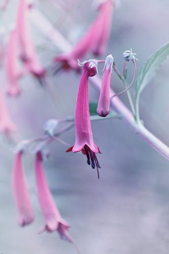Fleur en lilas