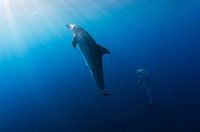 Dolphin Delight