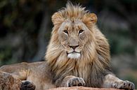 Puissant portrait d'un lion africain (Panthera leo) couché sur un rocher par Nature in Stock Aperçu