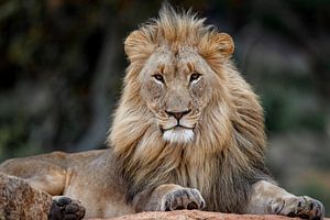 Krachtig portret van een Afrikaanse Leeuw (Panthera leo) liggend op een rots van Nature in Stock