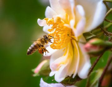 Makro einer fliegenden Biene vor einer Kletterrosenblüte von ManfredFotos