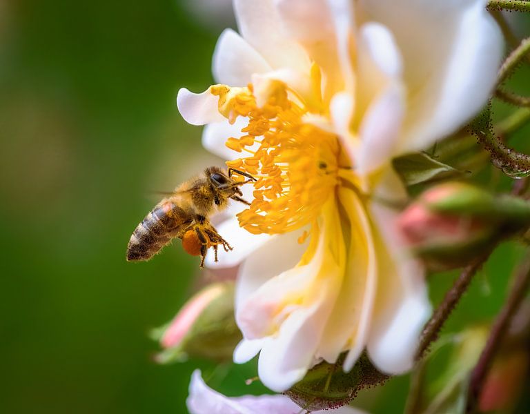 Macro d'une abeille volante devant une fleur de rosier grimpant par ManfredFotos