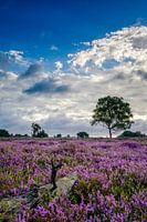 De heide