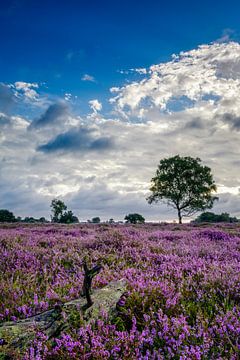 Heathland by Richard Guijt Photography