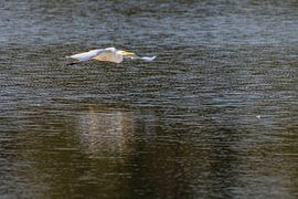 Flying White Heron knapp über der Wasseroberfläche. von Brian Morgan