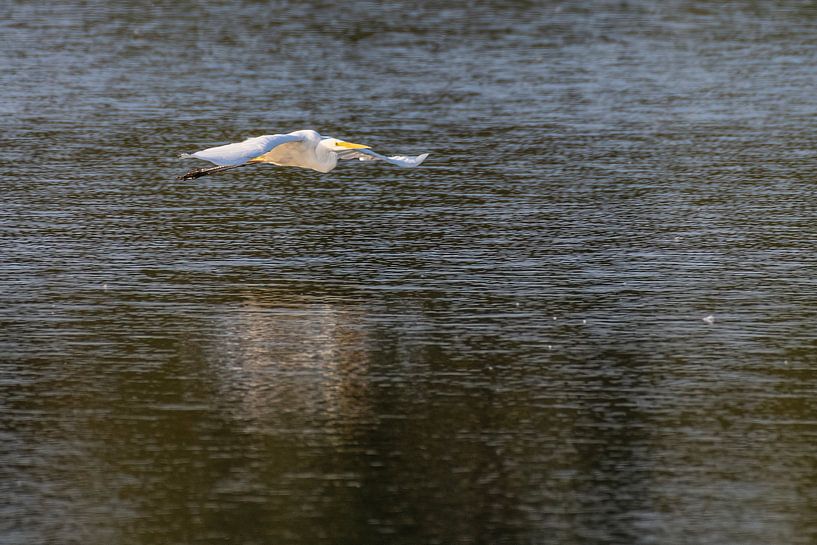 Flying White Heron just above the surface of the water. by Brian Morgan