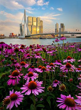 Rotterdam-Skyline mit Blumen im Vordergrund.