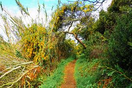 Freedom on the Atlantic  The Fishermen's Trail - golden cliffs, deep blue sea and endless expanses. by Miriam Schwarzfischer Fotografie