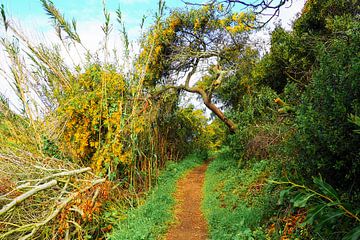 La liberté au bord de l'Atlantique  Le Fishermen's Trail - des falaises dorées, une mer d'un bleu profond et des étendues sans fin.