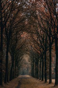 Waldallee in Herbstfarben , die Tillegembos